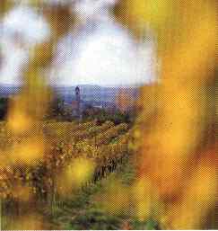 Vinohrady na podzim - Mikulovsko